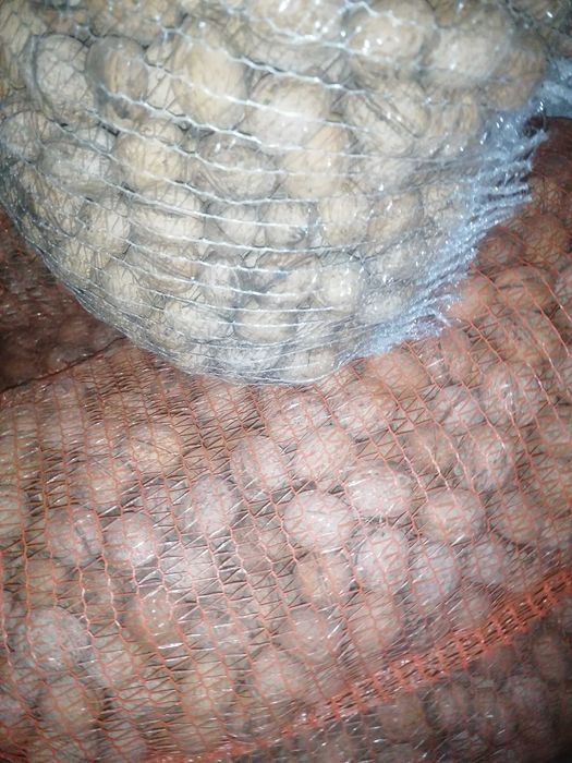 Sprzedam orzechy włoskie 6zł za 1 kg, odbiór osobisty Woj-Mazowieckie