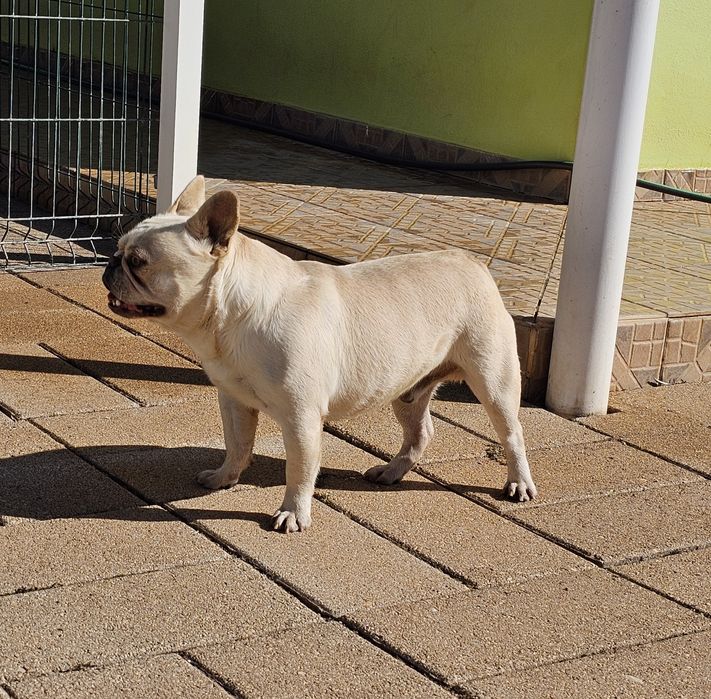 Bulldog Francês creme