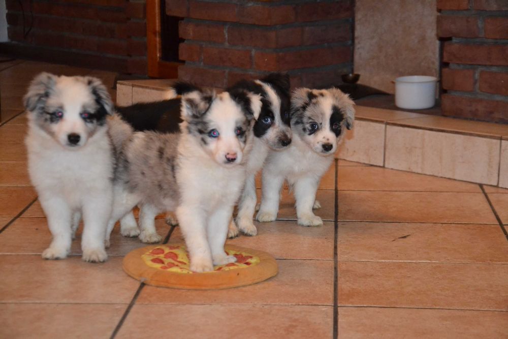 Border Collie piesek