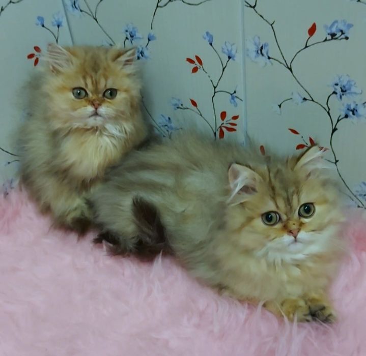 Котик шиншилла мрамор