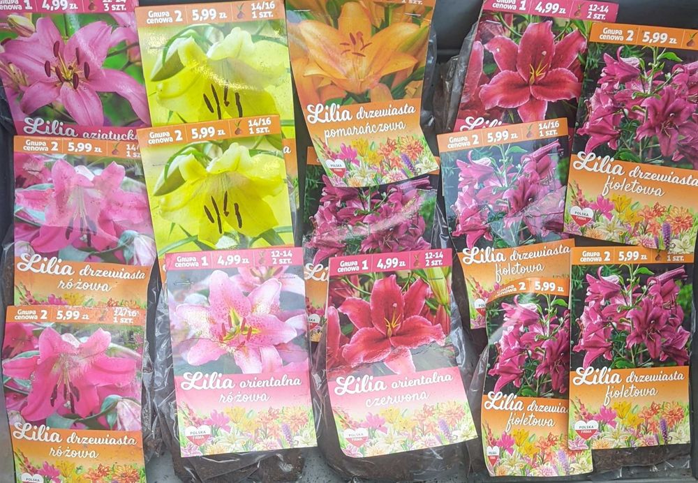 Cebulki mieczyki dalie frezje kanna byliny bulwy cebule mix 64 opakowa