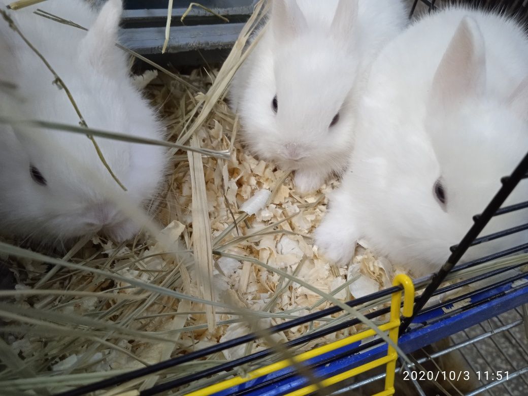 Карликовые мини кролики
