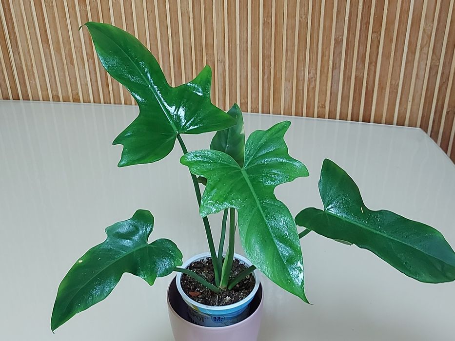 Філодендрон біллітае оренж, мінарум, маска, радіатум, Мамей, бородавча