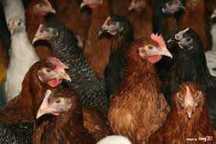 KURY NIOSKI MŁODE już z pierwszym jajkiem ROSA Leghorn Messa