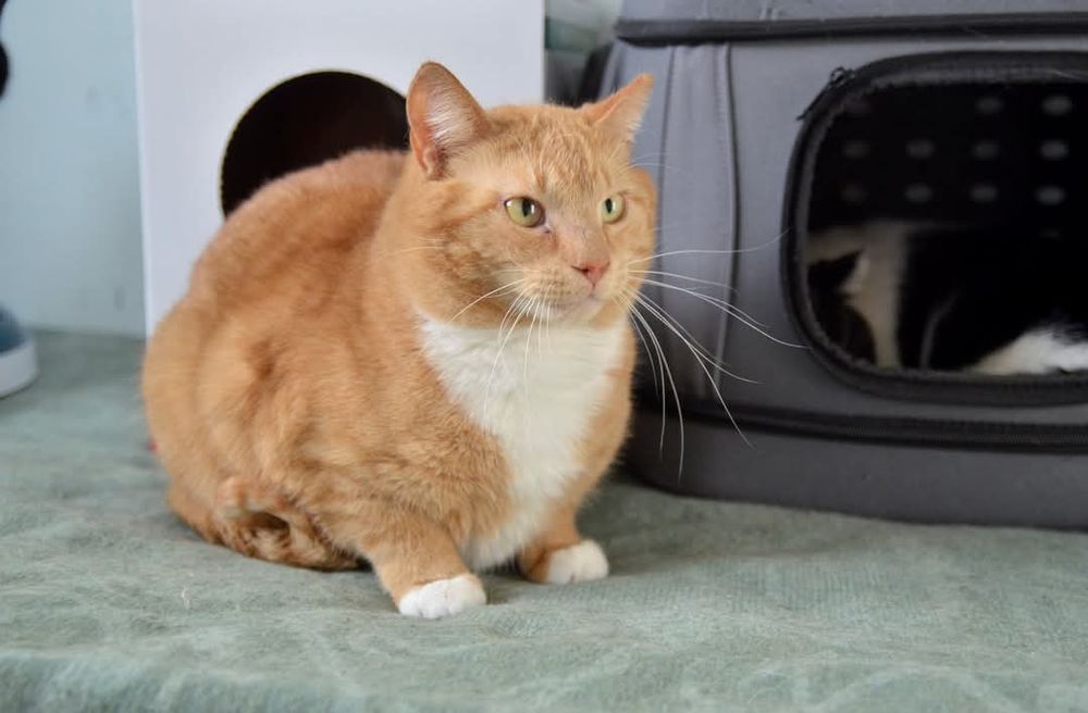 Zocha, dla przyjaciół Zosia - kotka do adopcji