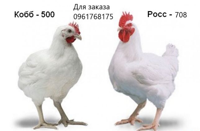 Курчата Польські КОББ-500