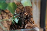 Psalmopoeus irminia - zdrowa samica + terrarium szkło, ptasznik, pająk