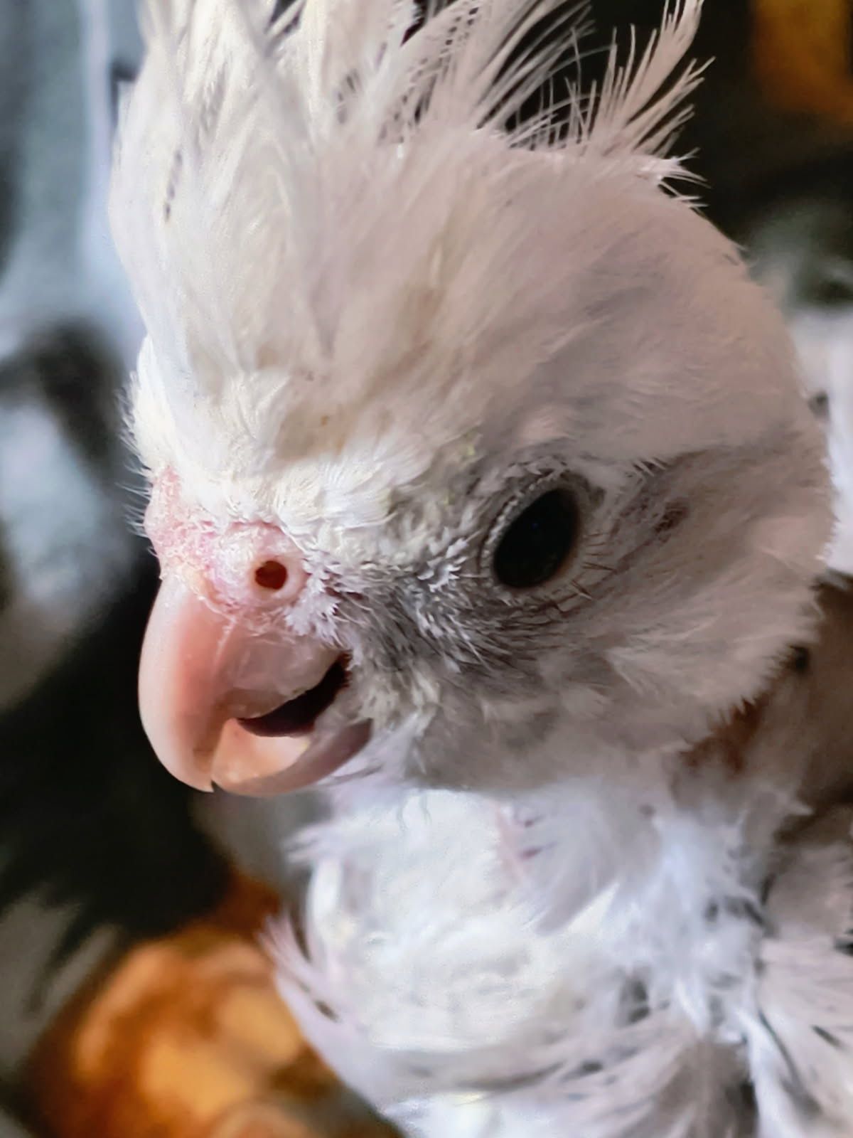 Do darmowej adopcji papuga nimfa genetyczne chora biało głowa