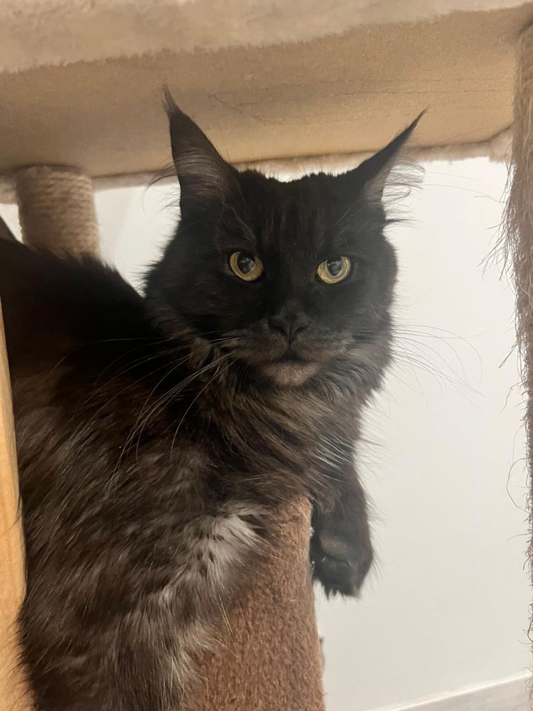 Kotki Maine Coon