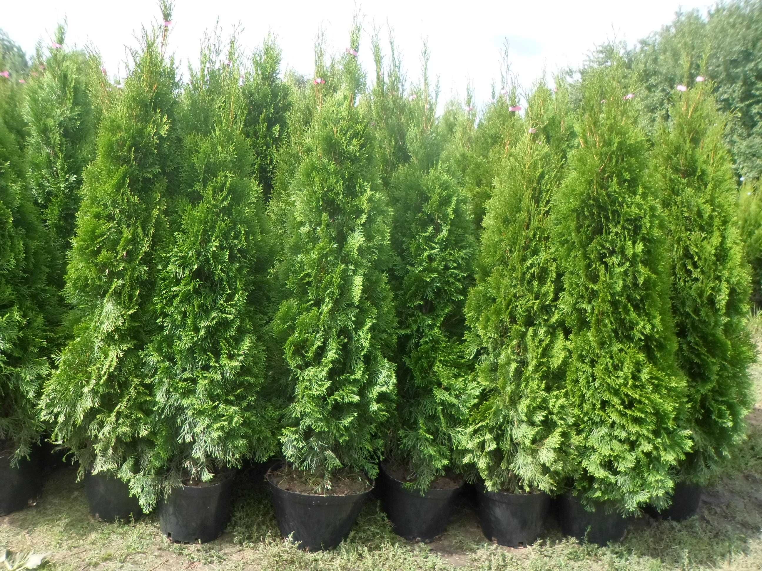 Tuja thuja szmaragd w doniczkach 120-140cm Dostawa