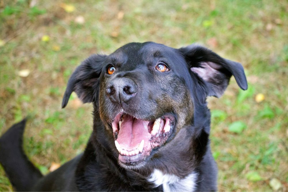 Rex w typie labradora do adopcji