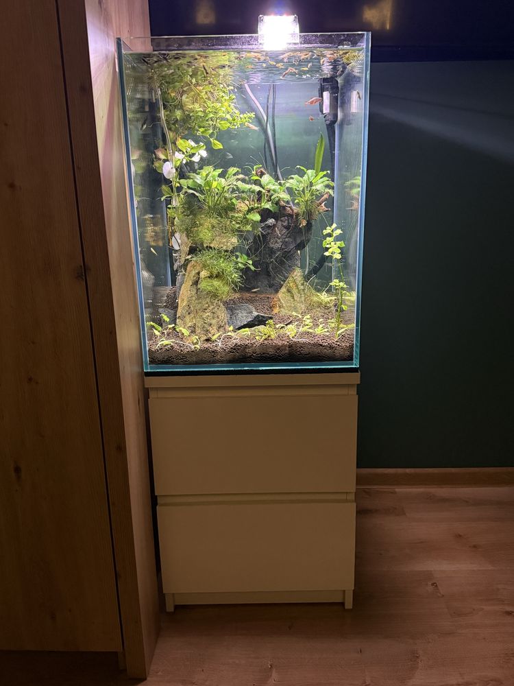 Akwarium kosta 40x45x55 caly zestaw z obsadą