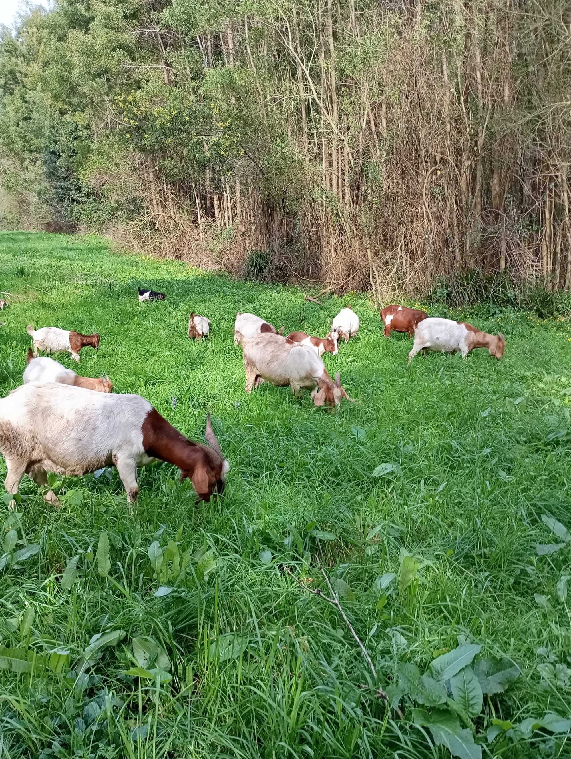 Cabras boer para venda