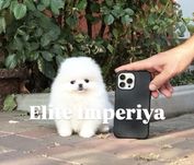 Эксклюзивная деаочка супер мини белый померанский шпиц!