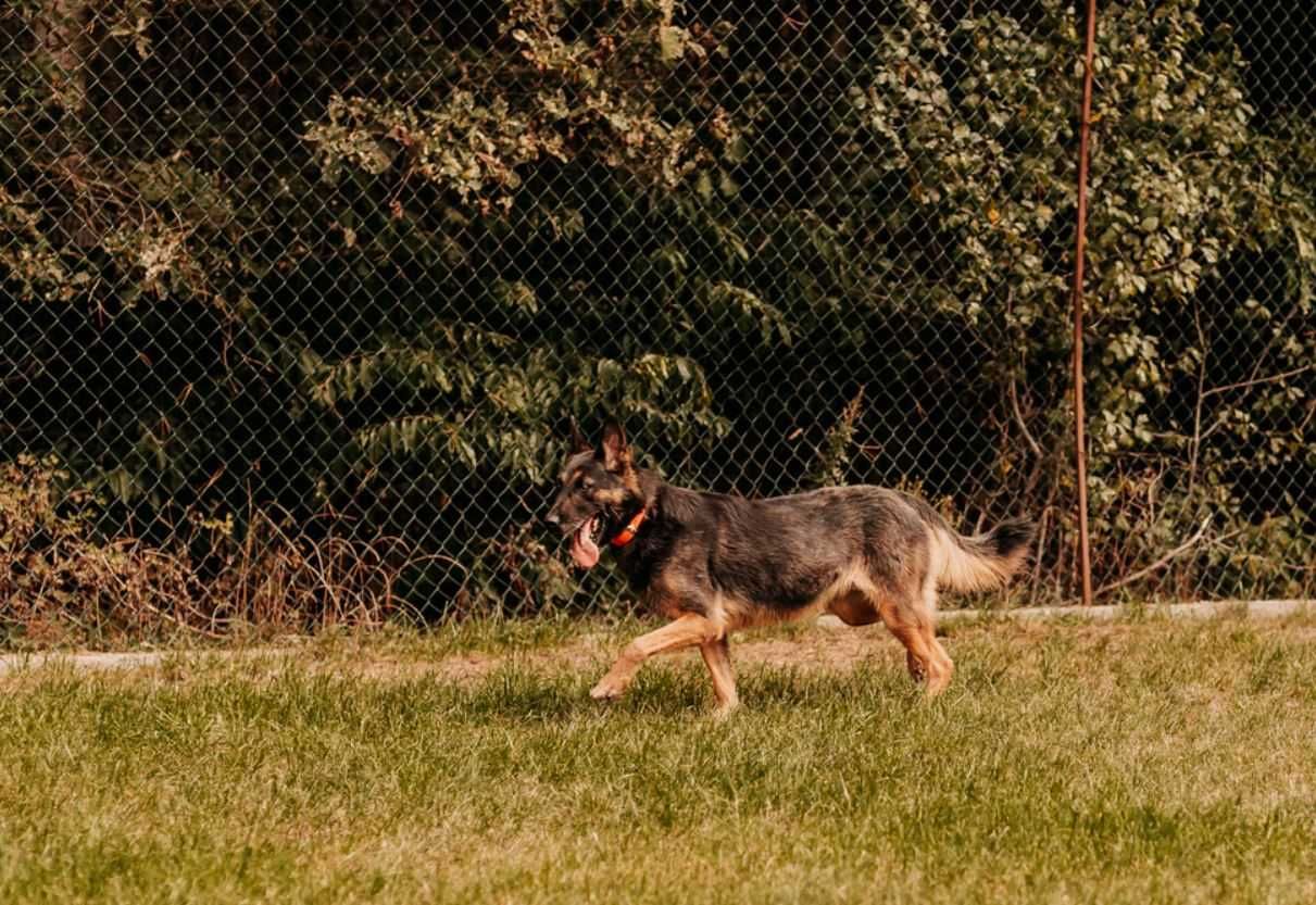 Nixi - specjalistka do spraw spacerów poleca się do adopcji!!!