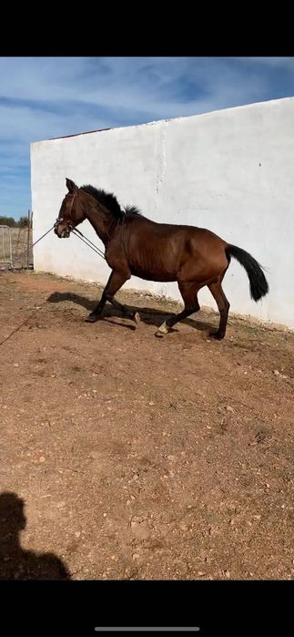 Vendo poldra com 3 anos