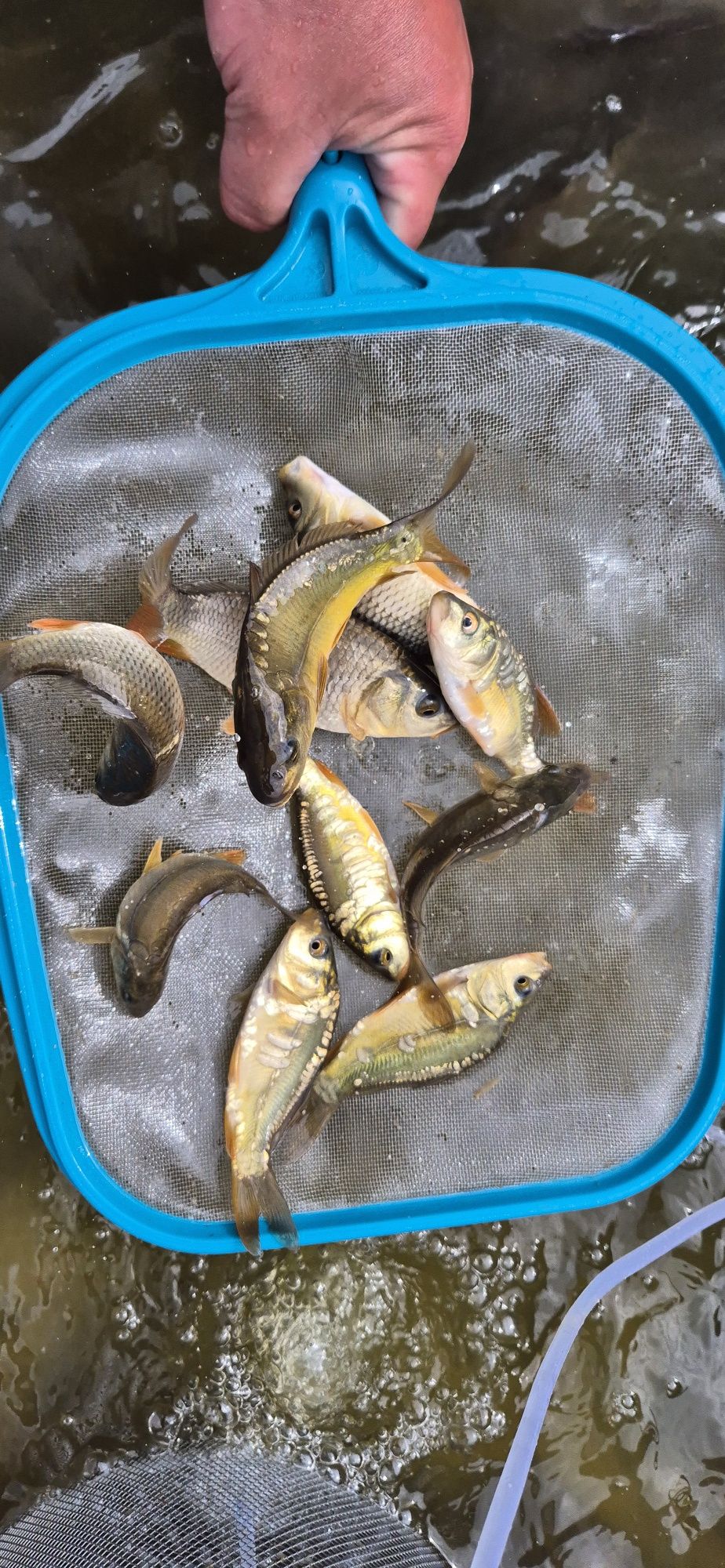 Karp Kroczek lin węgorz amur tołpyga karaś ryby staw oczko wodne
