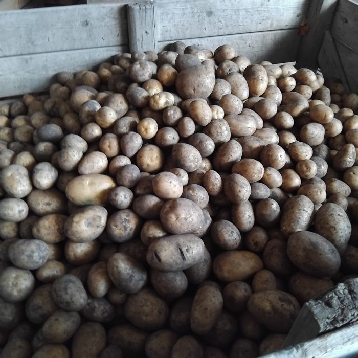 Ziemniaki paszowe odpadowe