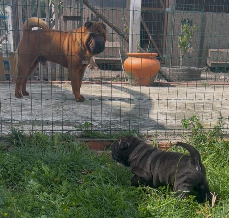 SharPei/ Shar Pei c/ Lop Macho ou Femea