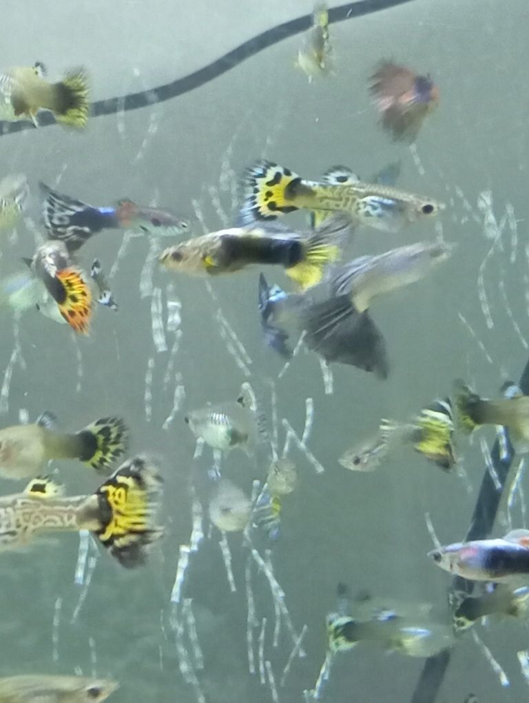 Guppys e Mollys Gold Black
