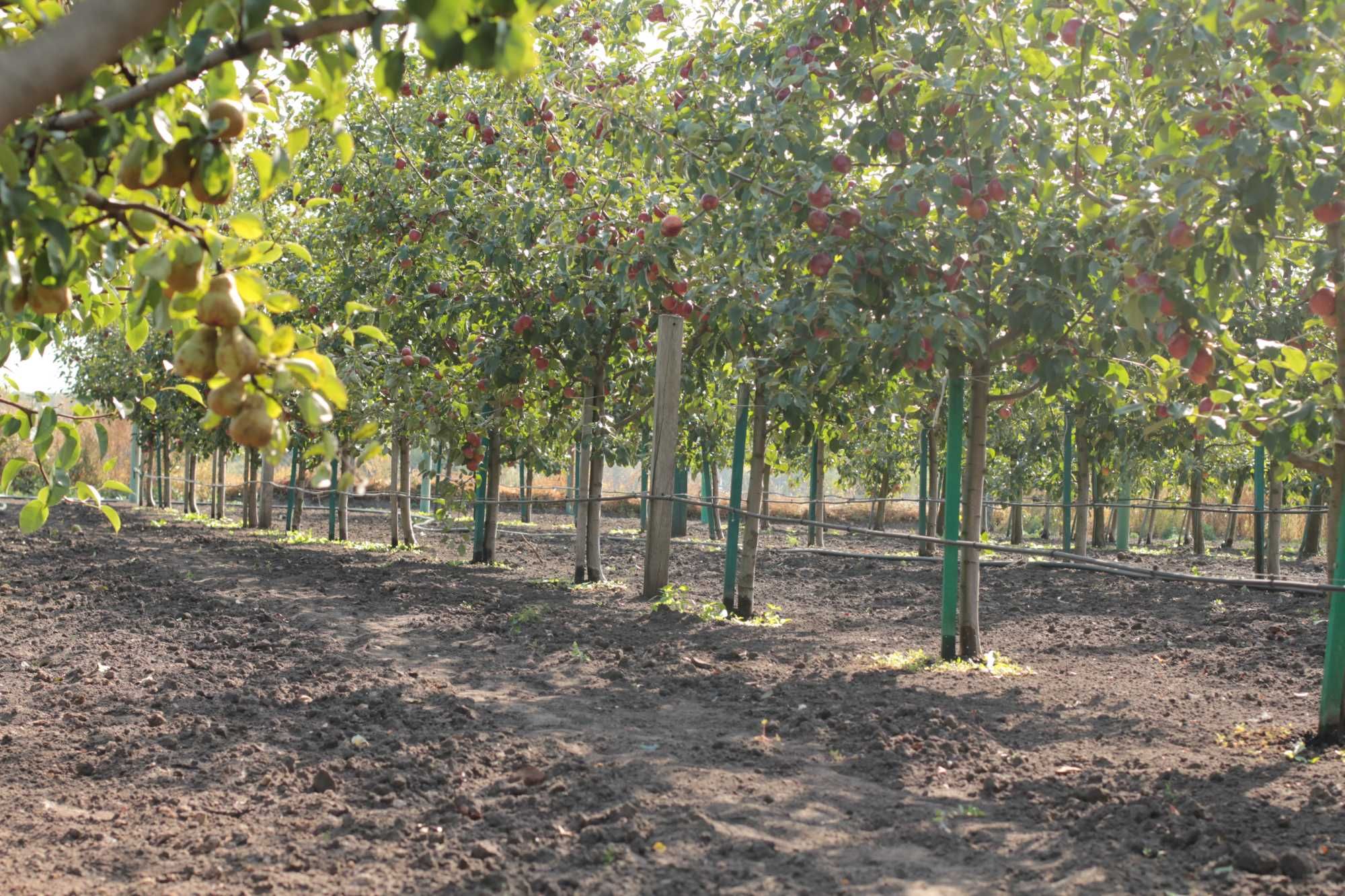 Надам в оренду доглянутий  плодоносний яблунево-грушовий сад 0.5 Га