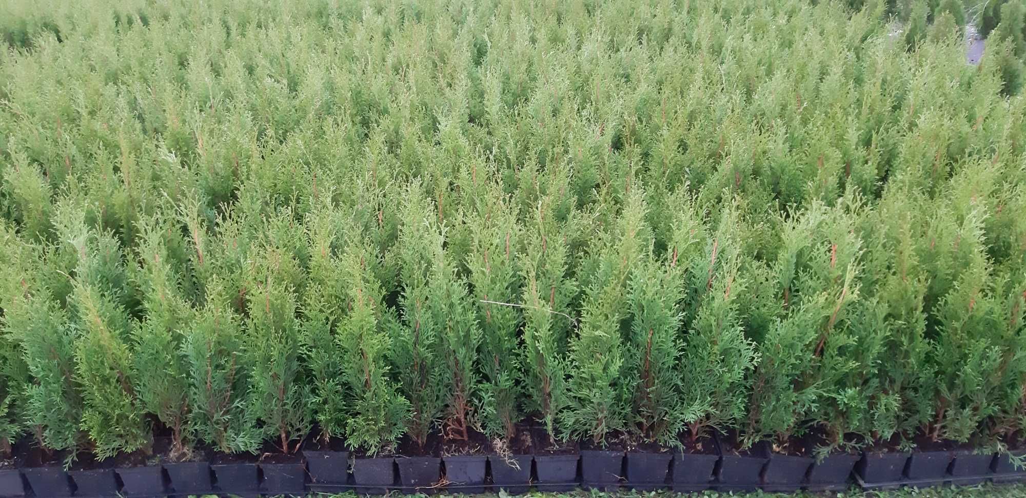 Tuja szmaragd  Promocja , tuje 50-60cm,  całoroczny żyw