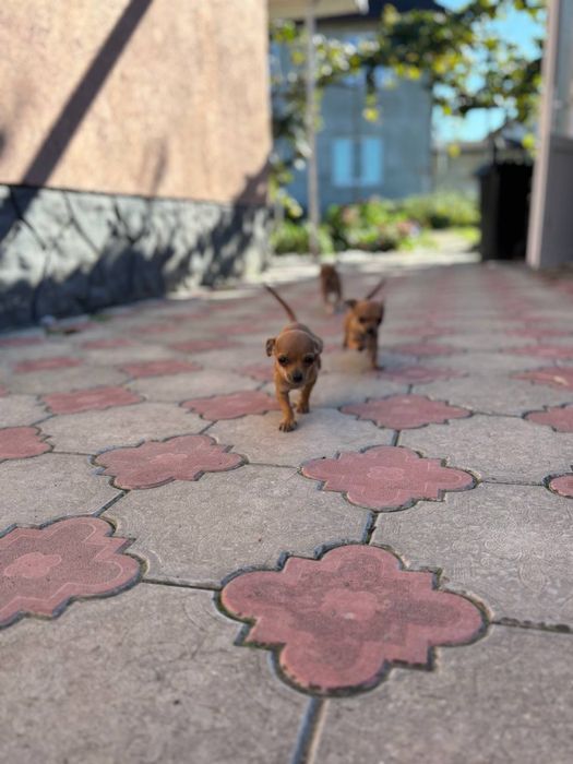 Собака Чихуа-хуа.