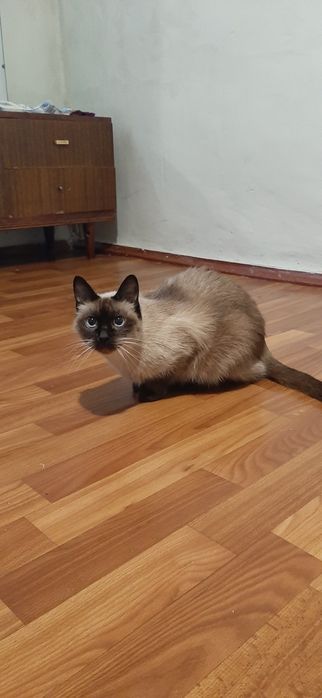 Віддамо кицю в гарні руки. Сіамська, чиста порода