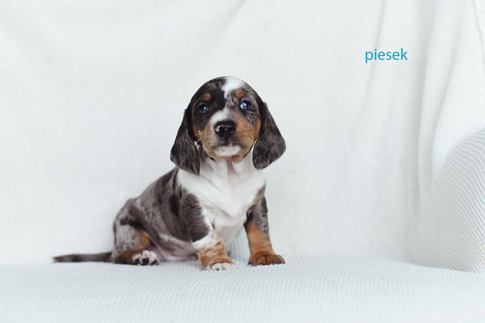 jamnik miniaturowy-rozne kolory