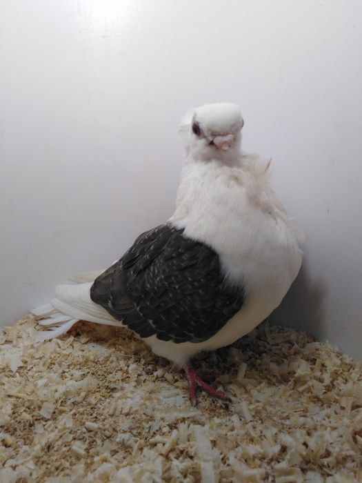 Mewka polska z 2025roku.