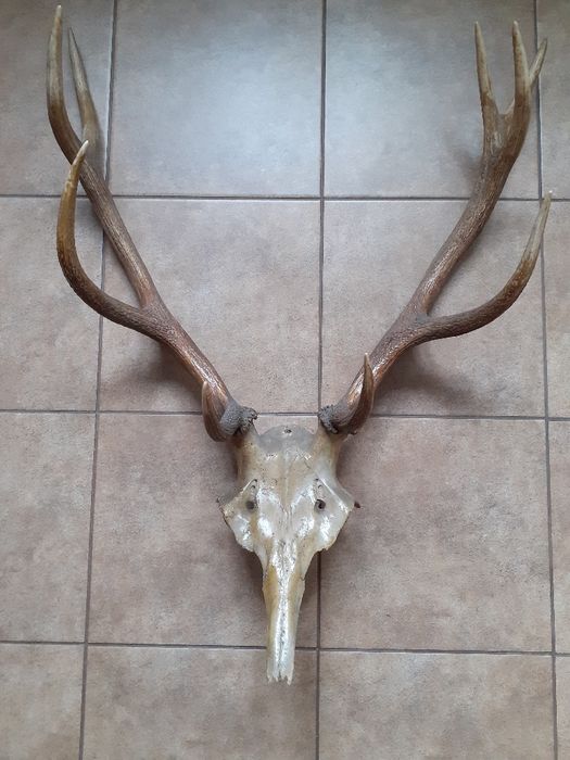 Poroże jelenia bez oprawy.
