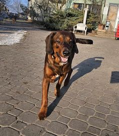 Zjawiskowy młodzieniec Scooby do adopcji!!! Pieski dowozimy!!!