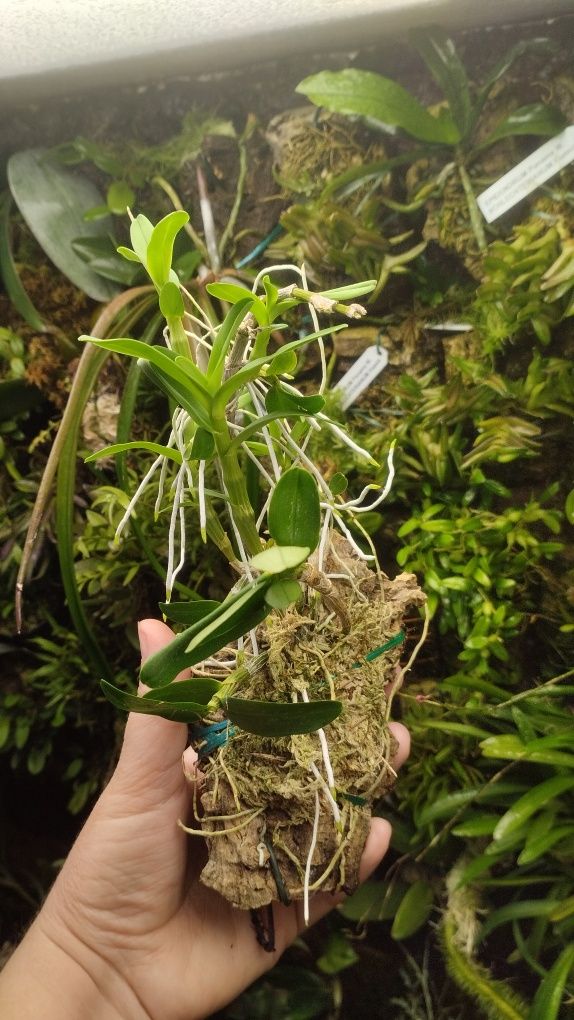 Орхідея Dendrobium pocket lover Green valley