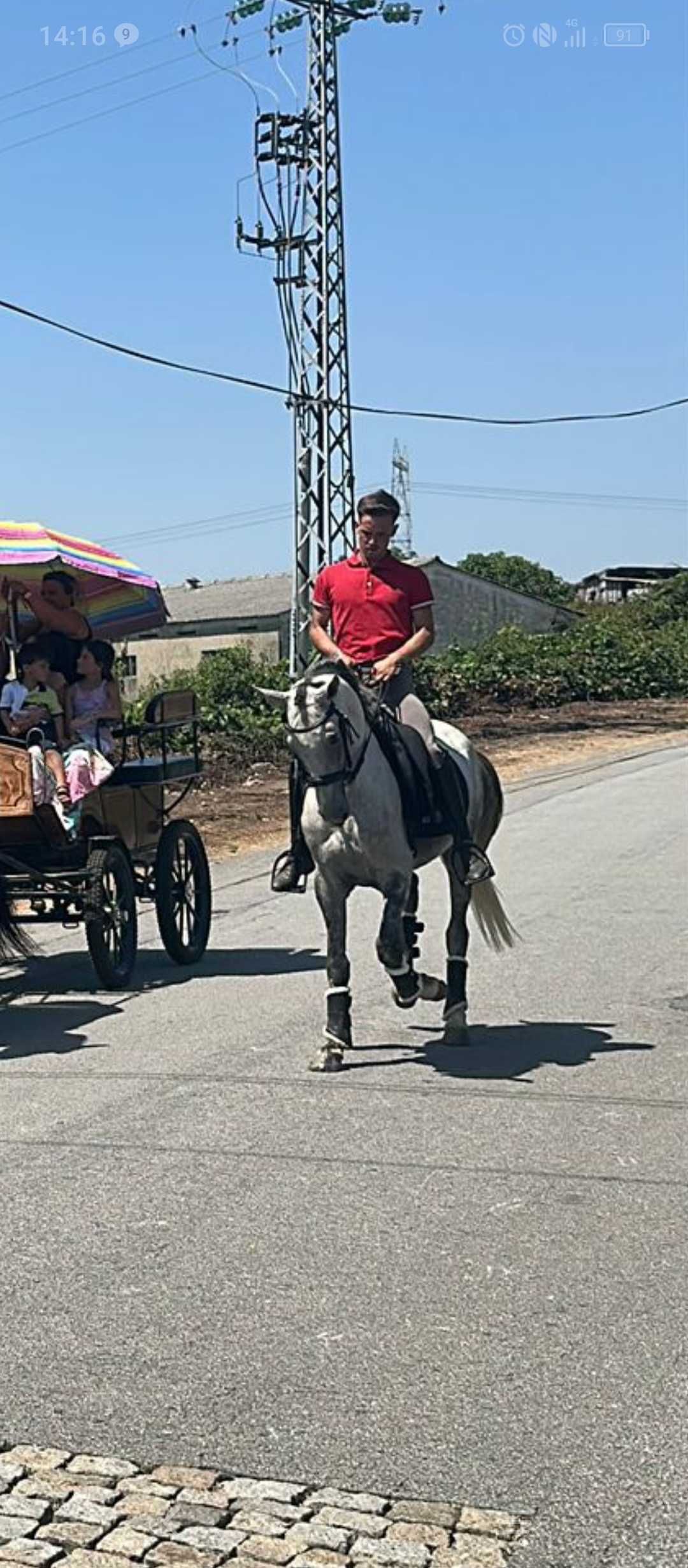 Cavalo 10 anos inteiro