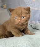 British Shorthair cinnamon com Lop