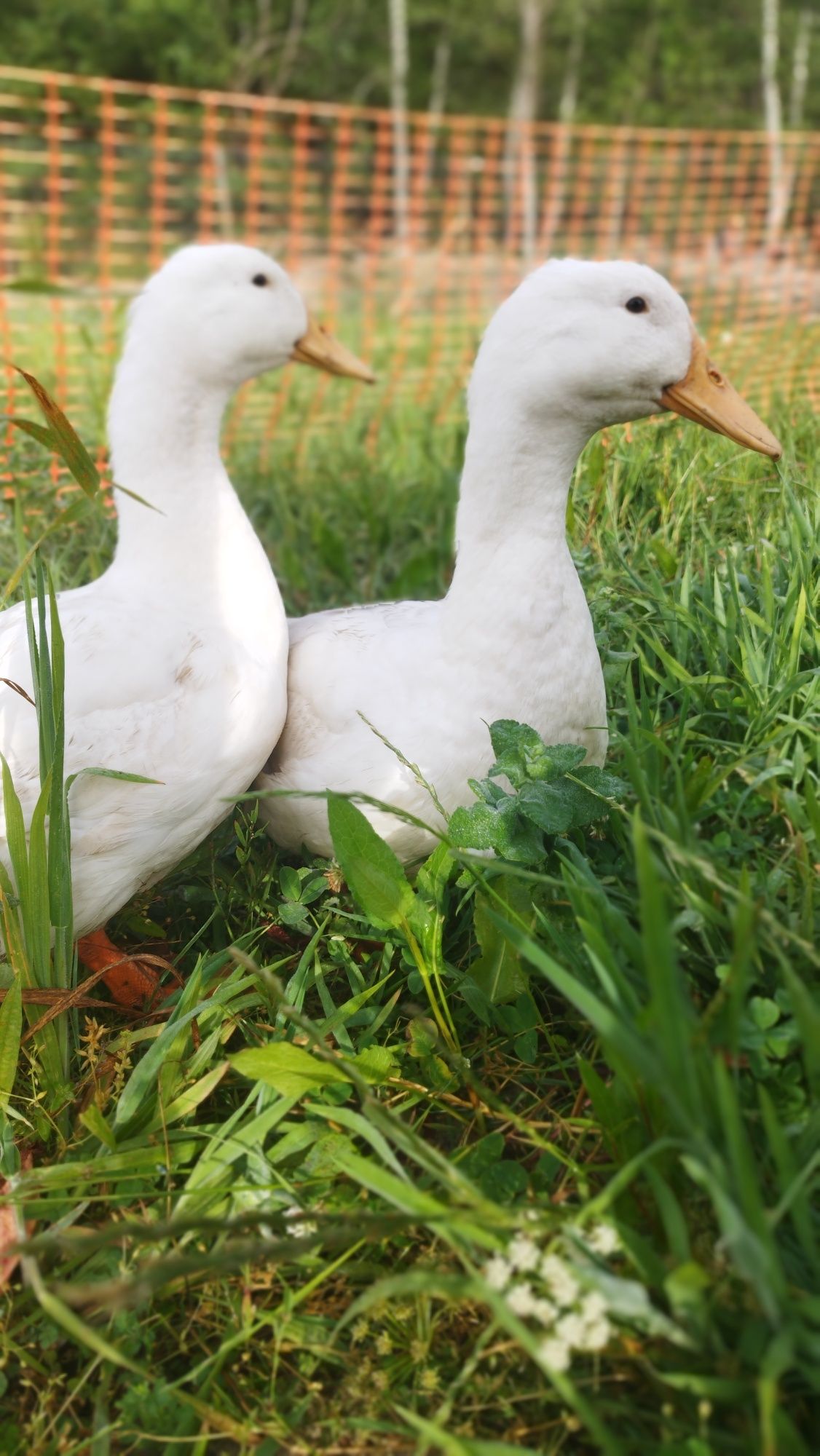 Troco ou vendo Pato marreco Pequim pekin