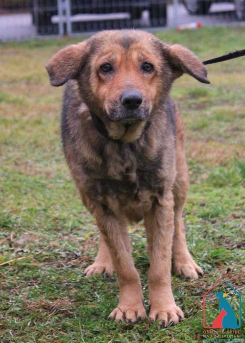 Sunia Simona szuka domu! Adoptuj!