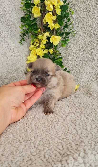 Exuberante Menina Lulu da Pomerânia mini de Qualidade