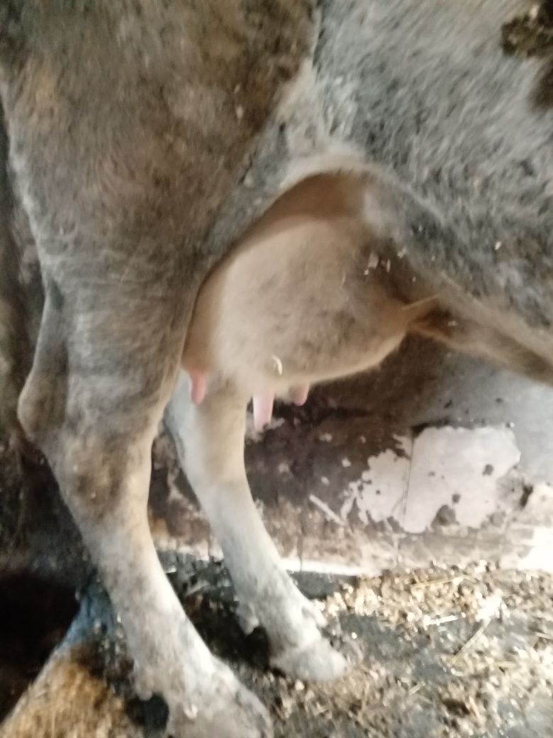 Продам добру корову