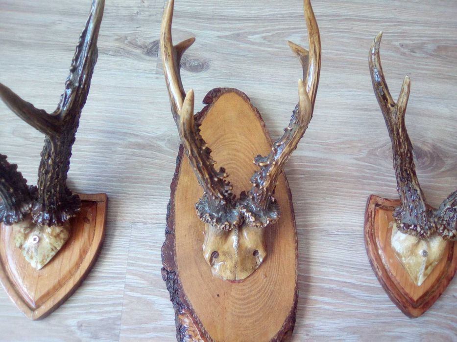 Poroże jelenia na desce