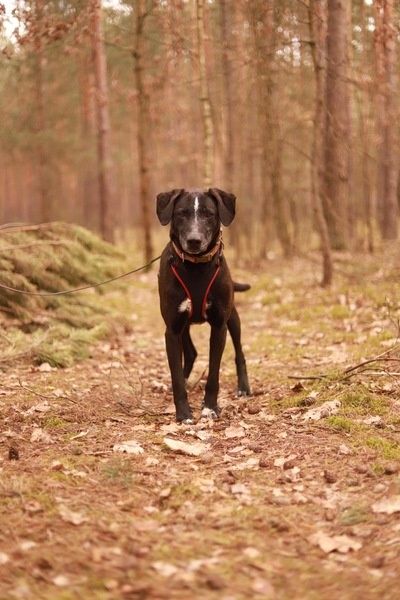 Trop melduje się na specer! Adoptujesz go?