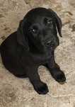 Labrador macho puro