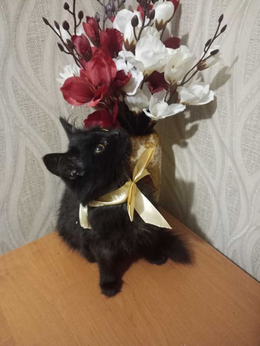 Віддам в добрі руки кошенят