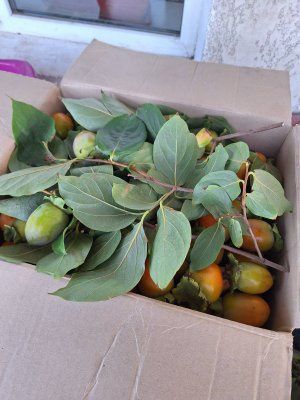 Саджанці Сливи Груша Яблуня Айва Черешня Персик Нектарин Вишня Абрикос