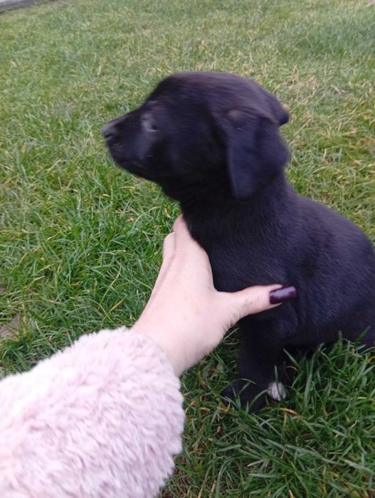 Oddam za darmo piękne szczeniaczki