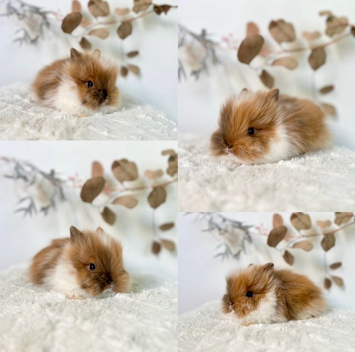 Króliczki Karzełki Teddy oraz mini lopki 100% czysto rasowe
