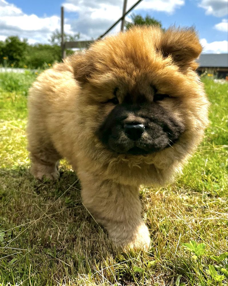 Chow Chow Piesek Gotowy do odbioru !
