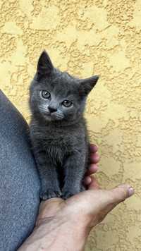 Шотландське прямовухе кошенятко з блакитно-сірими оченятками.
