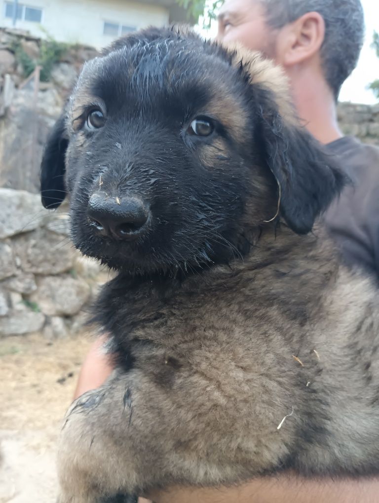 Cachorro serra da estrela