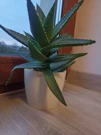 Aloes aloes aloes